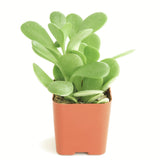 Senecio jacobsenii 'Trailing Jade'