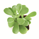 Senecio jacobsenii 'Trailing Jade'