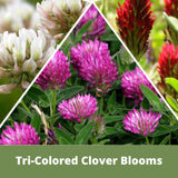Tri-Color Clover Seed Blend
