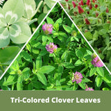 Collage of tri-colored clover leaves with a green background