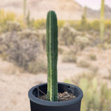 Trichocereus pachanoi in a desert landscape