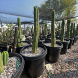 Trichocereus pachanoi