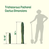Trichocereus Pachanoi cactus dimensions with a person silhouette and shovel for scale on a white background.