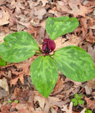 Purple Prairie Trillium (Wood Lily)