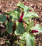 Red Toad Trillium (Wood Lily)