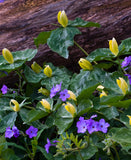 Yellow Trillium (Wood Lily)