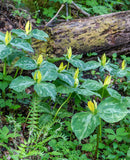Yellow Trillium (Wood Lily)