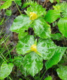 Yellow Trillium (Wood Lily)
