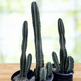 Three tall Peruvian Apple Cacti in black pots on a wooden surface with a blurred green background