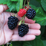 Hand holding a cluster of blackberries and a red raspberry with green leaves in the background