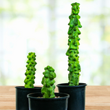 Three potted Totem Pole 'Major' cacti on a wooden surface with a blurred natural background