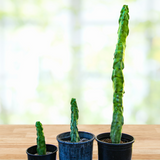 Three Totem Pole 'Minor' on a wooden surface with a blurred natural background