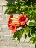 Trumpet Creeper Vine
