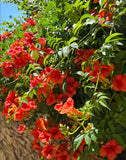 Trumpet Creeper Vine