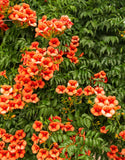 Trumpet Creeper Vine