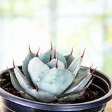 Potted Agave parryi truncata succulent plant with green leaves and red spines on a blurred background