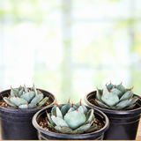 Three potted Agave parryi truncata succulents with green leaves and red spines on a blurred background