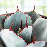 Close-up of a Agave parryi truncata succulent plant with spiky leaves and red tips.