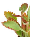 Close-up of a Kalanchoe sexangularis plant with green and red leaves on a white background