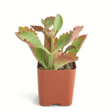 Kalanchoe sexangularis