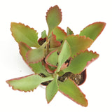Kalanchoe sexangularis