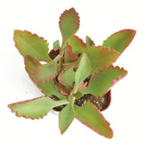 Kalanchoe sexangularis