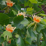 Tulip tree flowers with green leaves on a branch