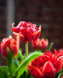 Abba Double Early Tulip - 10 bulbs