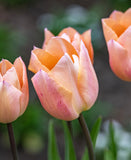 Apricot Beauty Single Early Tulip - 10 bulbs
