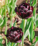 Black Hero Double Late Tulip - 10 bulbs