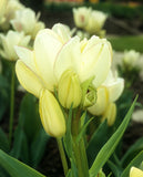 Candy Club Multiflowering Tulip - 10 bulbs
