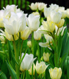Candy Club Multiflowering Tulip - 10 bulbs