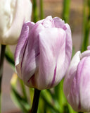 Candy Prince Single Early Tulip - 10 bulbs