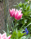 Claudia Lily Flowered Tulip - 10 bulbs
