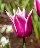 Claudia Lily Flowered Tulip - 10 bulbs