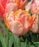 Creme Upstar Double Late Tulip - 10 bulbs