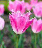 Dallas Fringed Tulip - 10 bulbs