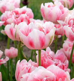 Finola Double Late Tulip - 10 bulbs