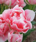 Finola Double Late Tulip - 10 bulbs
