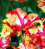 Flaming Parrot Tulip - 10 bulbs