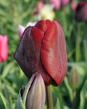 Jan Reus Triumph Tulip - 10 bulbs