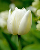 Mount Tacoma Double Late Tulip - 10 bulbs