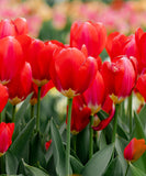 Oxford Darwin Hybrid Tulip - 10 bulbs