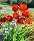 Oxford Darwin Hybrid Tulip - 10 bulbs