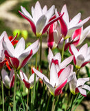 Peppermintstick Species Tulip - 10 bulbs