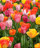 Mixed Triumph Tulips - 30 bulbs