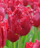 Versaci Fringed Tulip - 10 bulbs