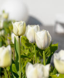 White Marvel Single Early Tulip - 10 bulbs