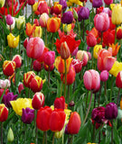 Mixed Tulips - 30 bulbs