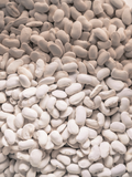 Close-up of Heirloom Great North Beans
